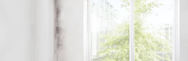 Best Industrial Mold Remediation  in Six Mile Run, NJ